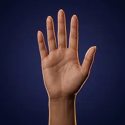 A graceful hand with rounded, tapering fingers