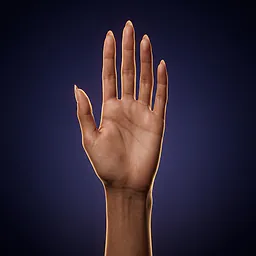 A long, narrow hand with slender, pointed fingers