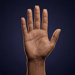 A square palm with square-cut fingertips