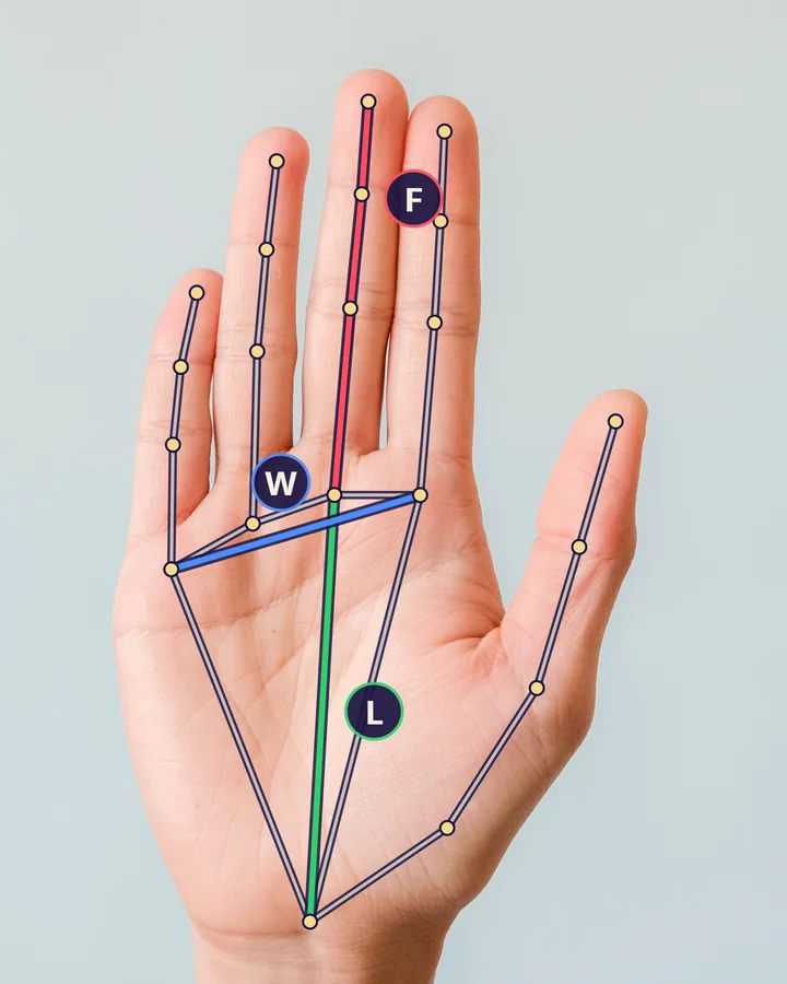 Real result of the hand type tool on a real palm photo: palm length, palm width and middle finger measured on the hand