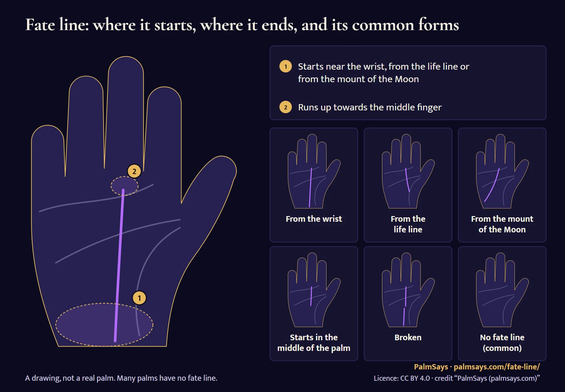 Fate line diagram on a drawn palm: it starts near the wrist, from the life line or from the mount of the Moon, and runs up towards the middle finger. Six forms side by side: from the wrist, from the life line, from the mount of the Moon, starting in the middle of the palm, broken, and no fate line.