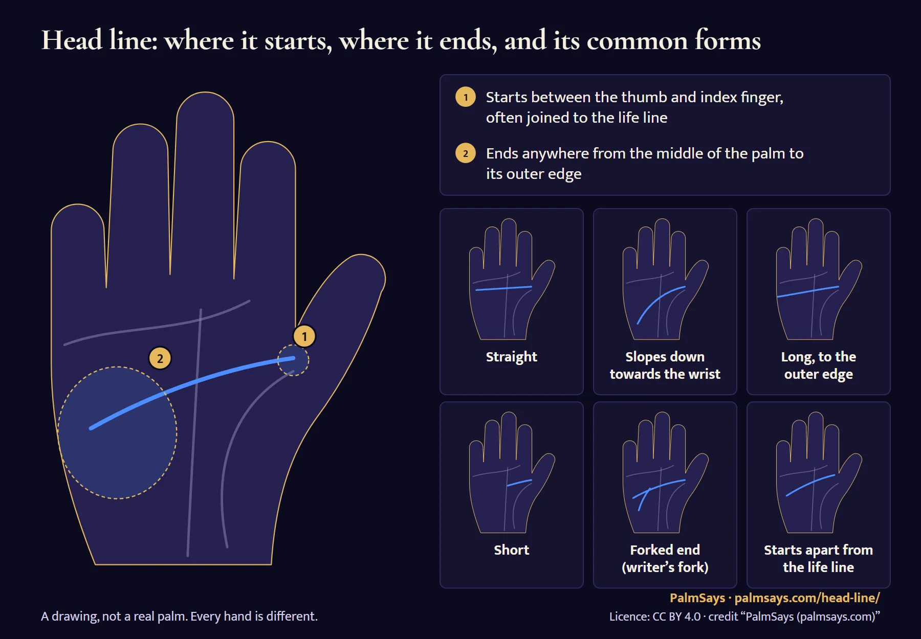 Head line diagram on a drawn palm: it starts between the thumb and index finger, often joined to the life line, and ends anywhere from the middle of the palm to its outer edge. Six forms side by side: straight, sloping down, long, short, forked at the end, and starting apart from the life line.