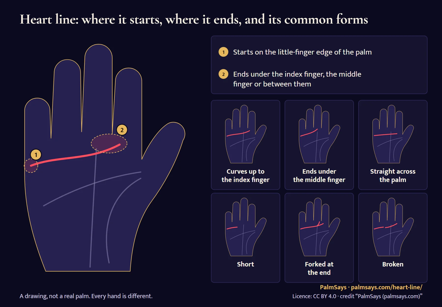 Heart line diagram on a drawn palm: it starts on the little-finger edge and ends under the index finger, the middle finger or between them. Six forms side by side: curving up to the index finger, ending under the middle finger, straight across, short, forked at the end, and broken.
