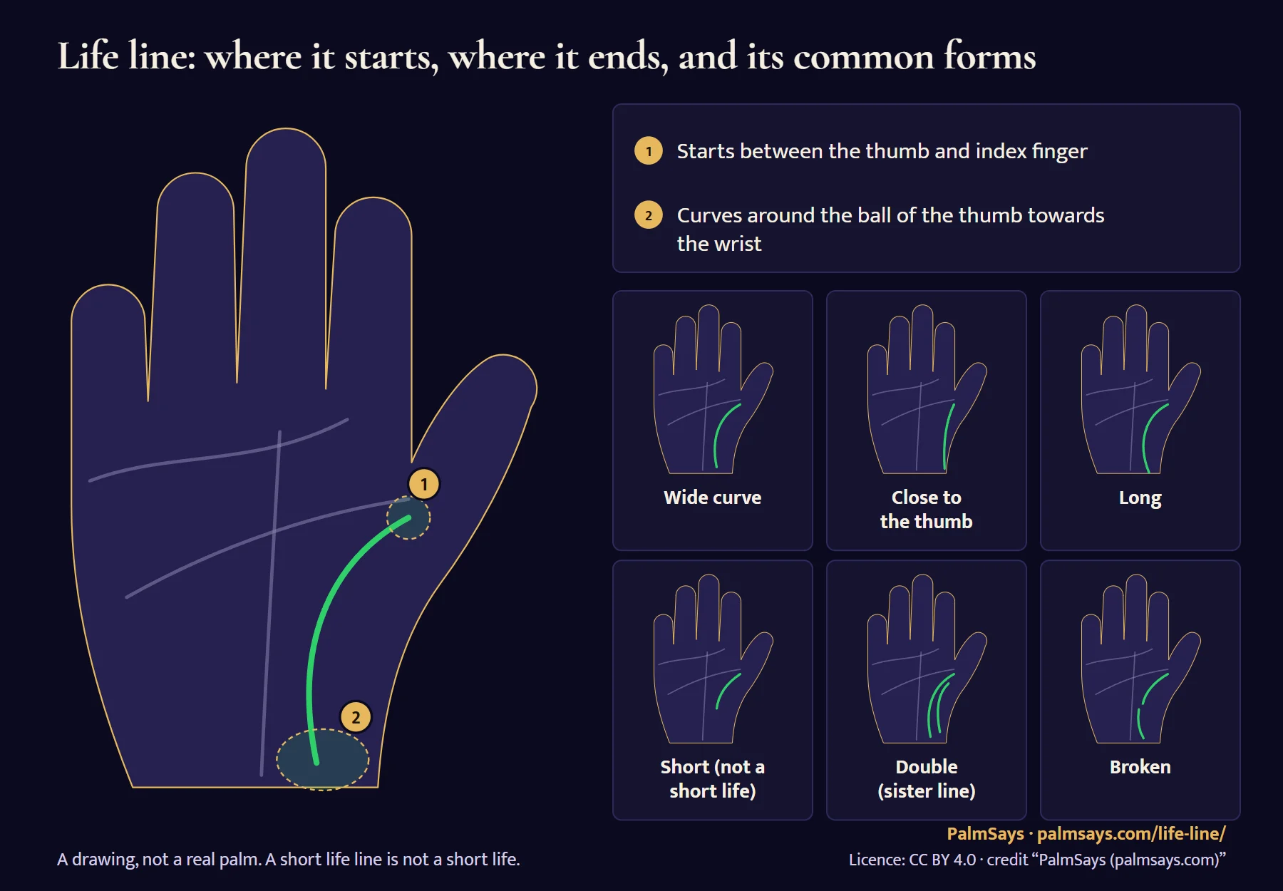 Life line diagram on a drawn palm: it starts between the thumb and index finger and curves around the ball of the thumb towards the wrist. Six forms side by side: a wide curve, close to the thumb, long, short (not a short life), double, and broken.
