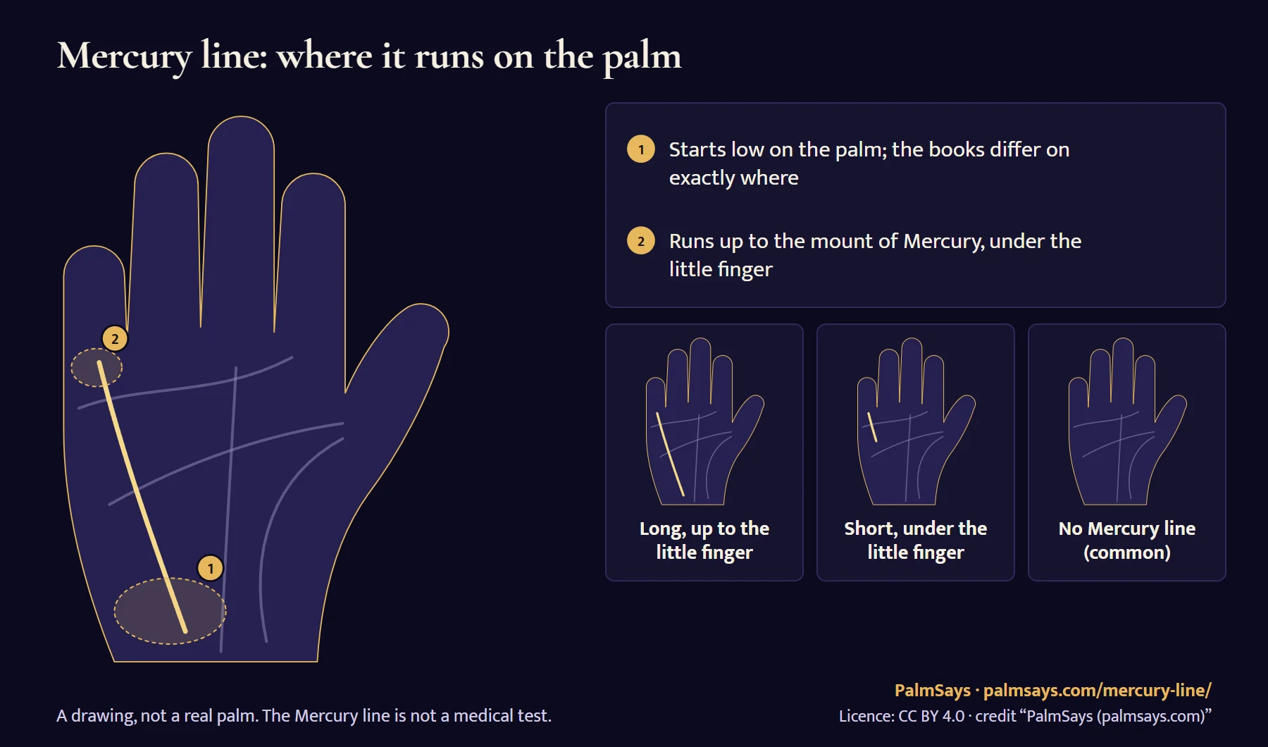 Drawing of the Mercury line on a palm, in gold: 1 it starts low on the palm, towards the outer side, 2 it runs up to the mount of Mercury under the little finger, crossing the head and heart lines. Three small palms show a long Mercury line, a short one under the little finger, and none at all.