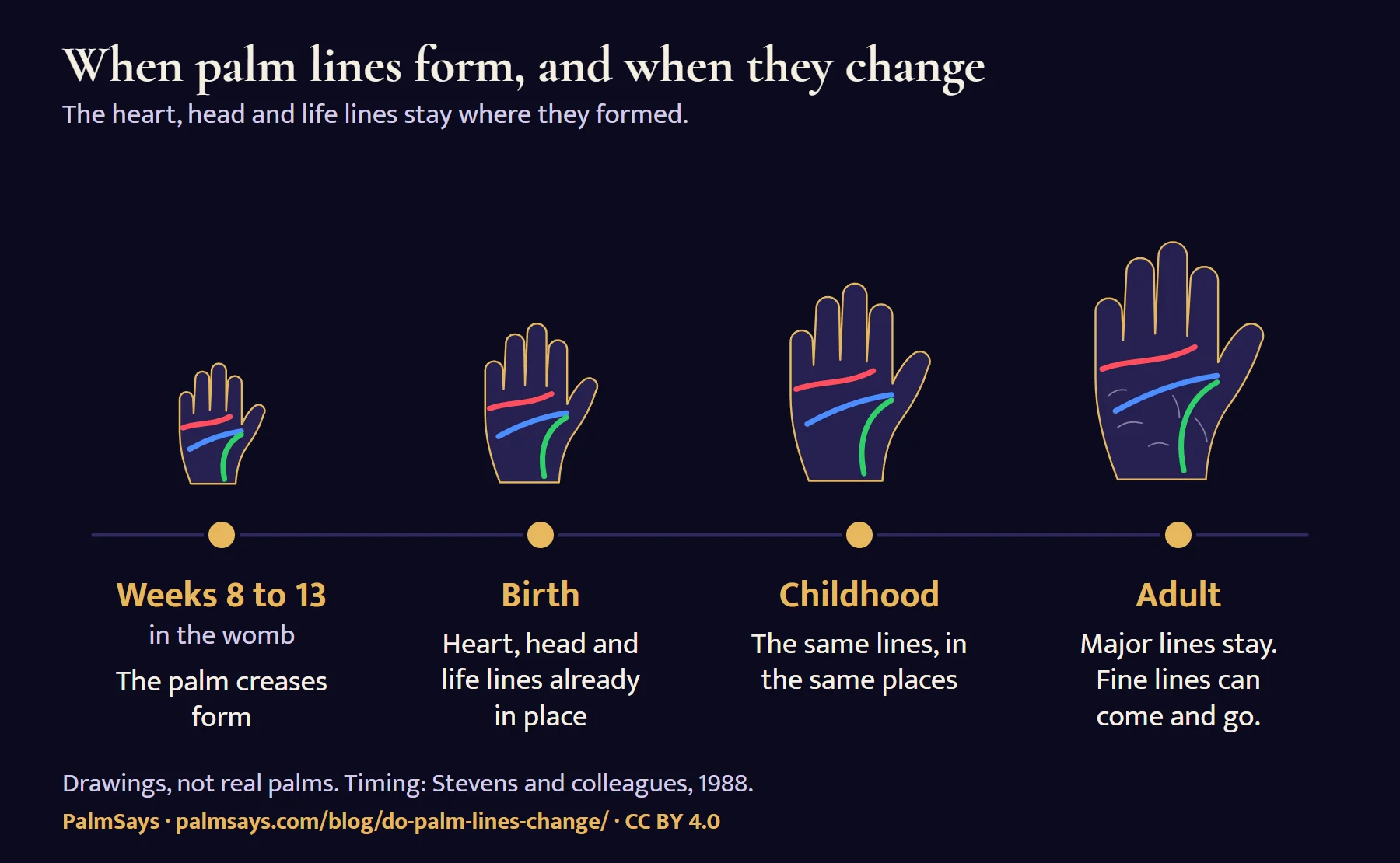 Timeline with a drawn palm at each stage. Weeks 8 to 13 in the womb: the palm creases form. Birth: the heart, head and life lines are already in place. Childhood: the same lines, in the same places. Adult: the major lines stay; fine lines can come and go.